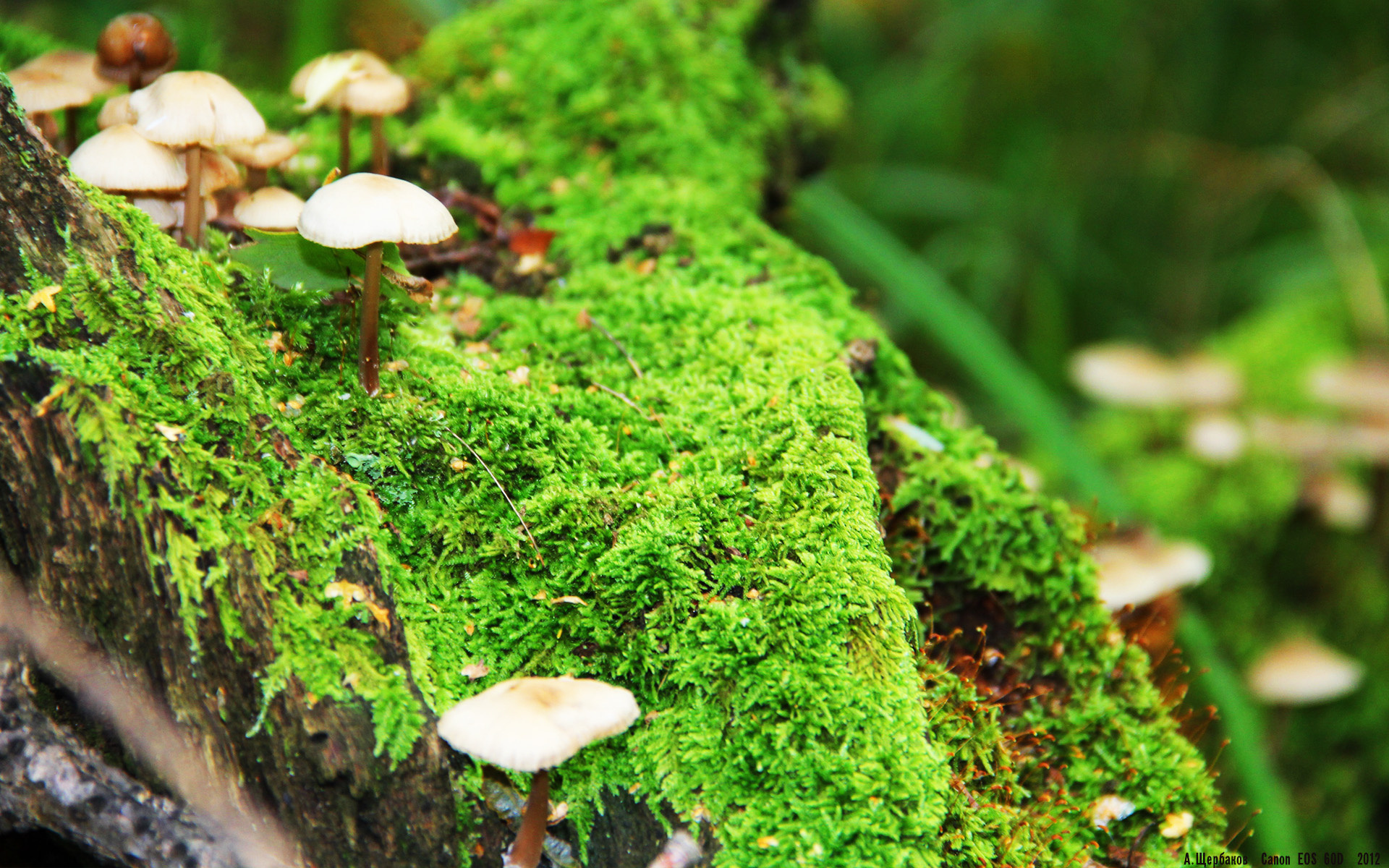 中国足球前场高位逼抢转化效率分析,足球前场球员排行榜